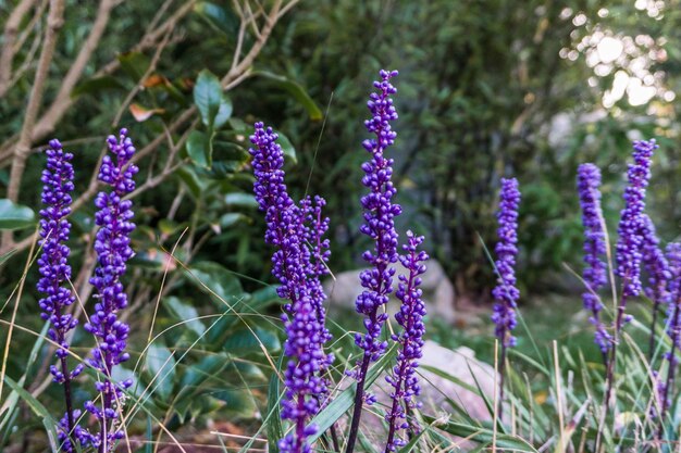 写真 ラベンダー花のクローズアップ