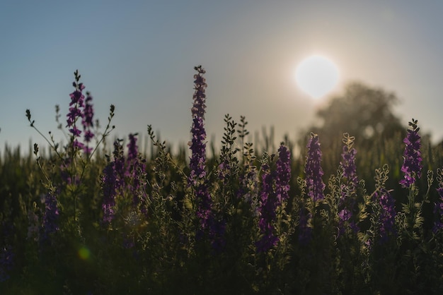 写真 天空を背景に畑のラベンダー植物のクローズアップ