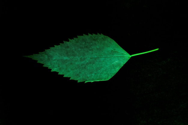 사진 검은 바탕 에 있는 잎 의 클로즈업
