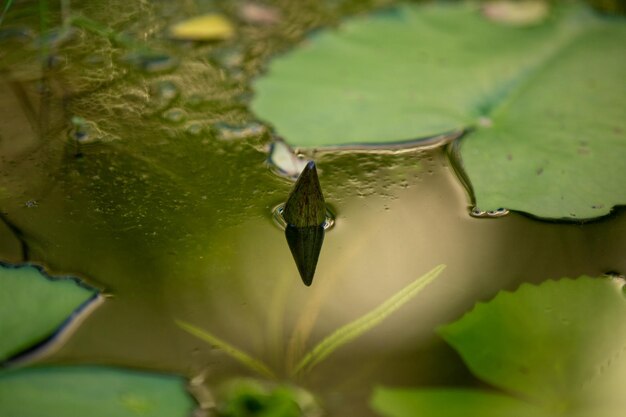 写真 水面に浮かぶ葉のクローズアップ