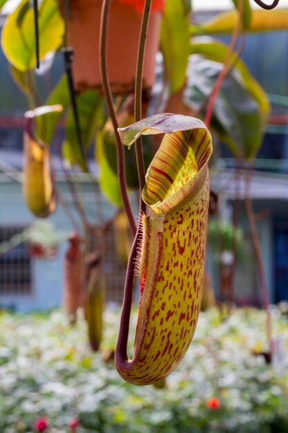 写真 植物にぶら下がっている葉のクローズアップ