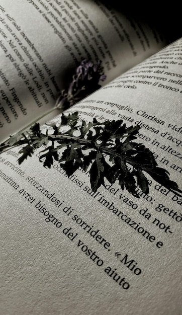 사진 책 에 있는 잎 의 클로즈업