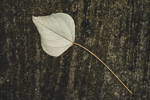 写真 樹幹の葉のクローズアップ