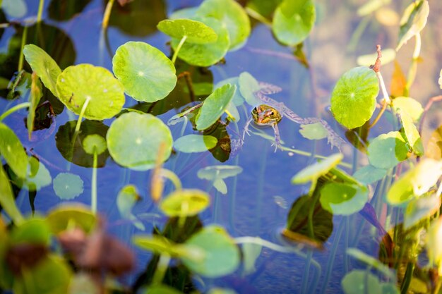 写真 水中の葉のクローズアップ