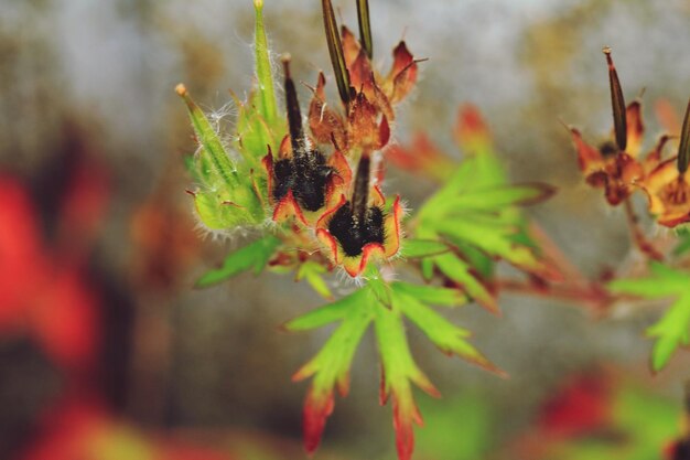 写真 秋の植物の葉のクローズアップ