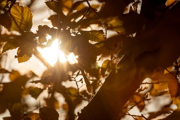 写真 秋の植物の葉のクローズアップ