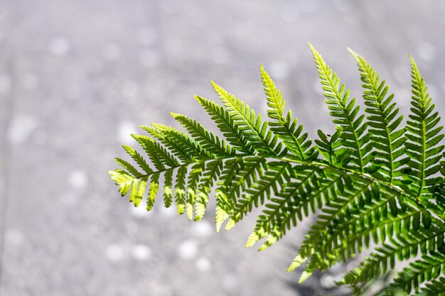 写真 植物の葉のクローズアップ