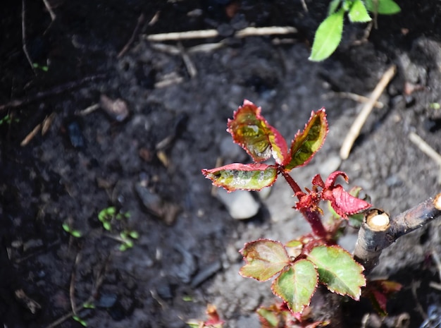 写真 植物の葉のクローズアップ