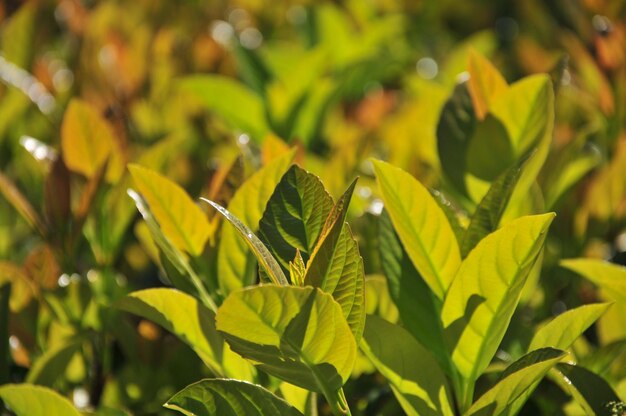 写真 植物の葉のクローズアップ