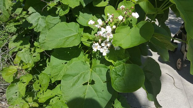 写真 植物の葉のクローズアップ