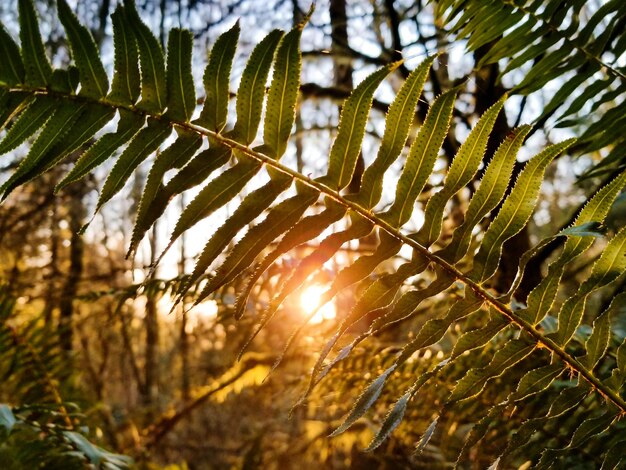 写真 森の木の葉のクローズアップ