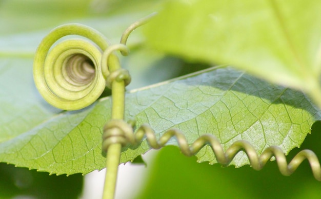 写真 葉のクローズアップ