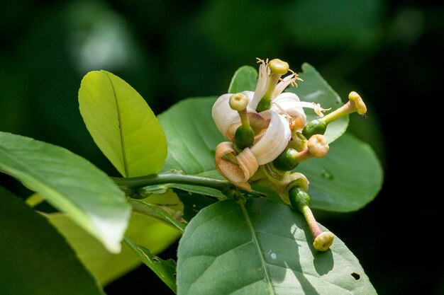 写真 レモンの花のクローズアップ