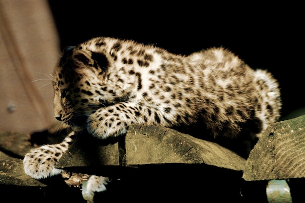 写真 動物園 の レオパード の クローズアップ