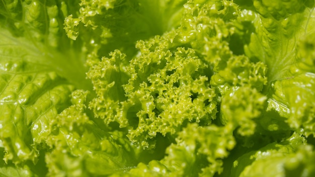 写真 サラダの植物のクローズアップ