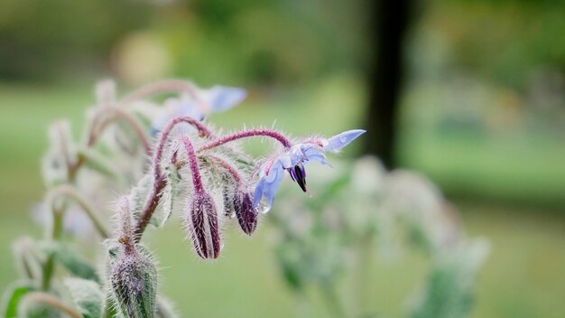 写真 リラックの花のクローズアップ