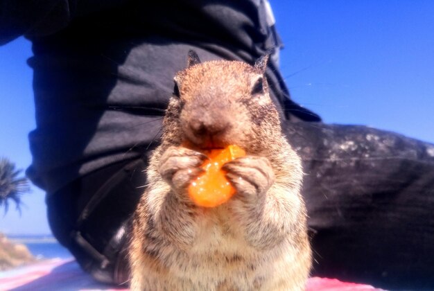 写真 空を背景にライオンが食べているクローズアップ