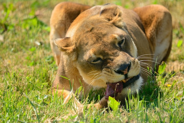 写真 ライオンの食事のクローズアップ