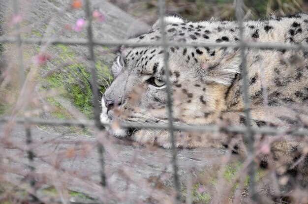 写真 ライオンのクローズアップ