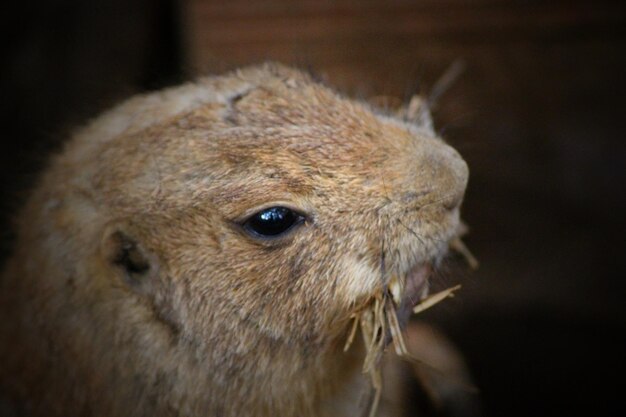 写真 ライオンのクローズアップ