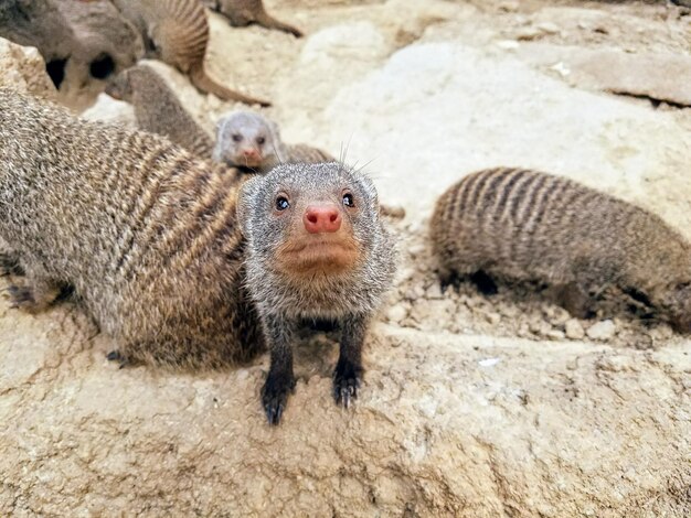 写真 ライオンのクローズアップ