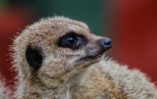 写真 ライオン の クローズアップ