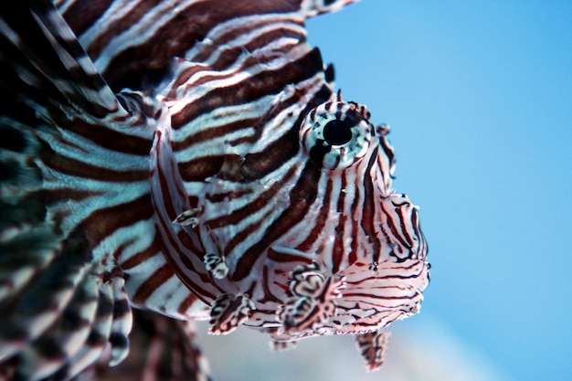 Фото Близкий план рыбы-лева, плавающей в аквариуме