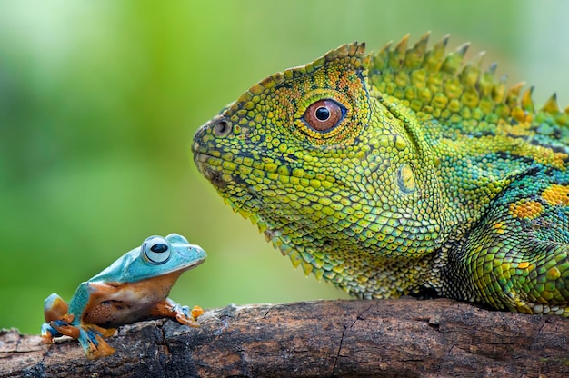 写真 木の上のトカゲとカエルのクローズアップ