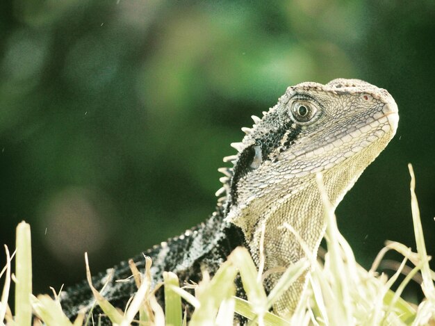 写真 草の中のトカゲのクローズアップ