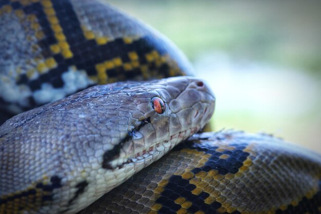 写真 動物園のトカゲのクローズアップ