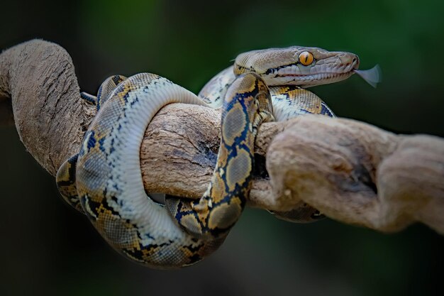 写真 枝の上にあるトカゲのクローズアップ