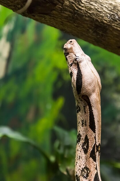 写真 枝の上にあるトカゲのクローズアップ