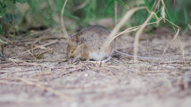 写真 野原でのトカゲのクローズアップ