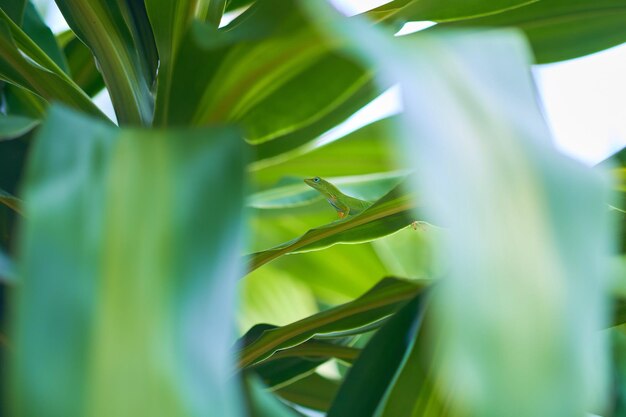 写真 花の上のトカゲのクローズアップ