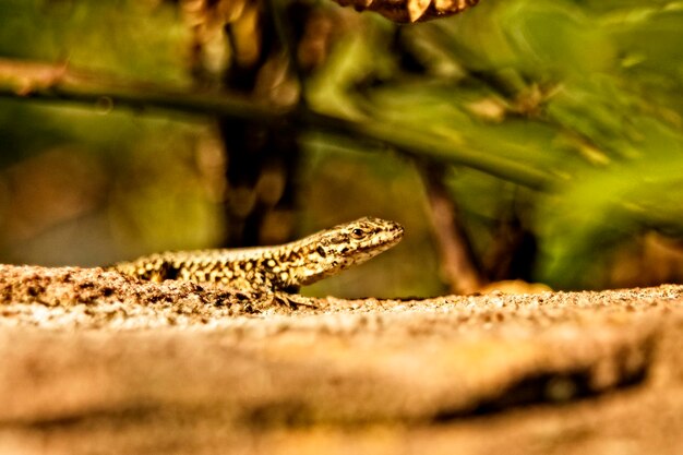 写真 陸上のトカゲのクローズアップ