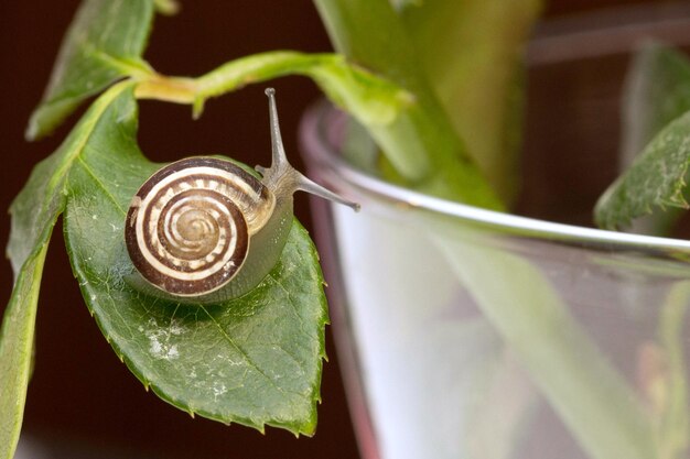 写真 葉の上のトカゲのクローズアップ