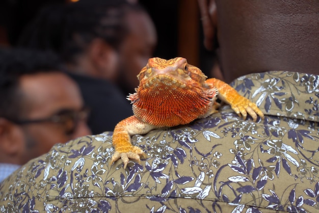 写真 人の肩の上にあるトカゲのクローズアップ