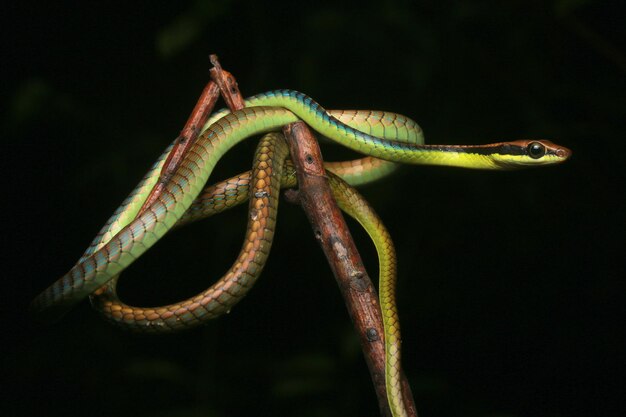 写真 黒い背景の植物上のトカゲのクローズアップ