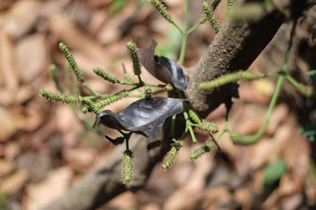 写真 植物上のトカゲのクローズアップ