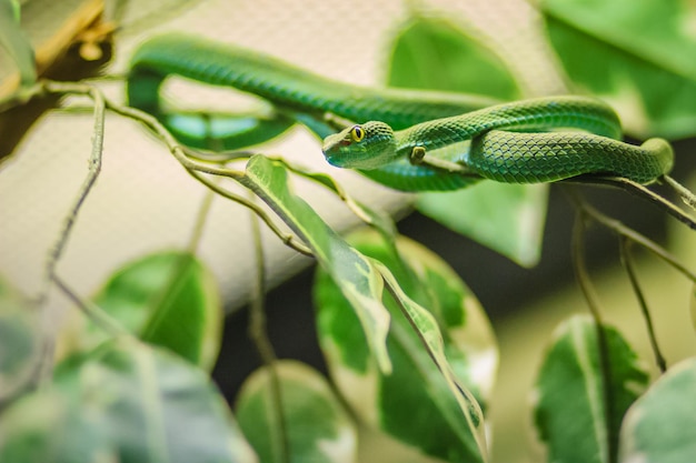 写真 植物上のトカゲのクローズアップ