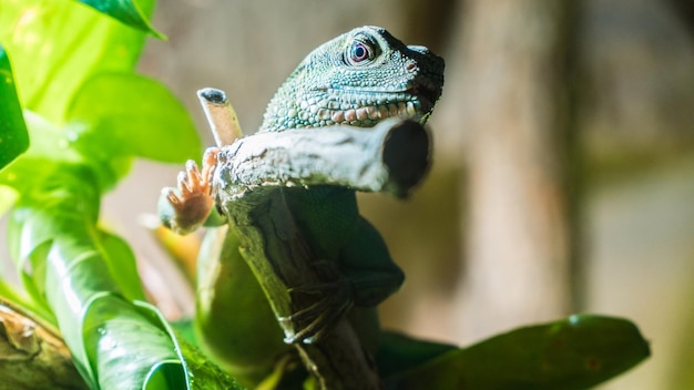 写真 植物上のトカゲのクローズアップ