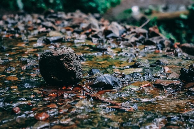 写真 岩の上にあるトカゲのクローズアップ