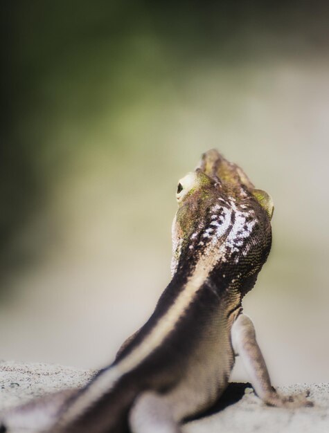 写真 岩の上にある<unk>のクローズアップ