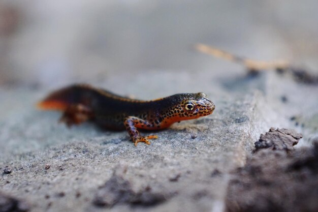 写真 岩の上にあるトカゲのクローズアップ