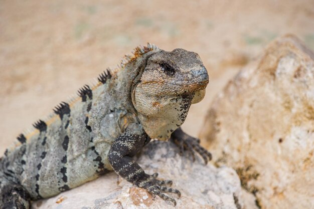 写真 岩の上にあるトカゲのクローズアップ