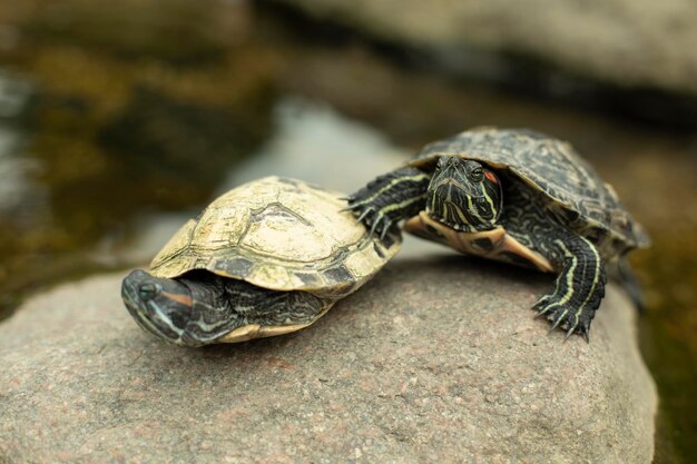 写真 岩の上にあるトカゲのクローズアップ