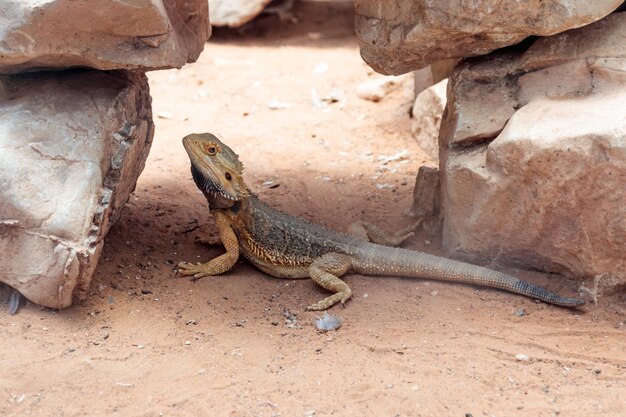 写真 岩の上にあるトカゲのクローズアップ