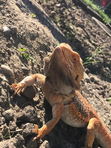 Фото Близкий план ящерицы на скале