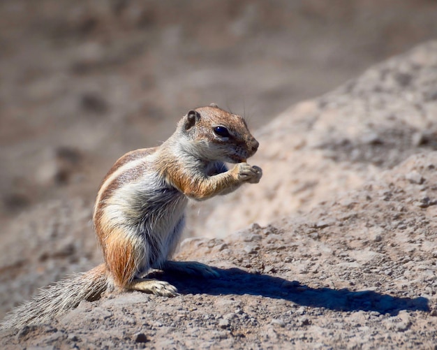 写真 岩の上にあるトカゲのクローズアップ