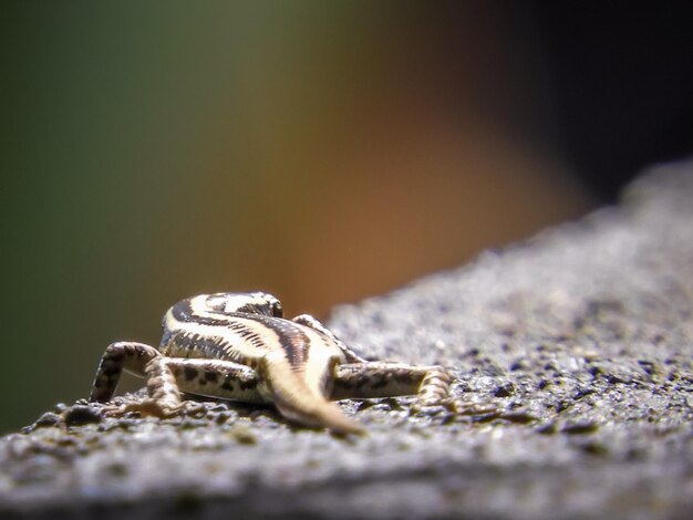 写真 岩の上にあるトカゲのクローズアップ